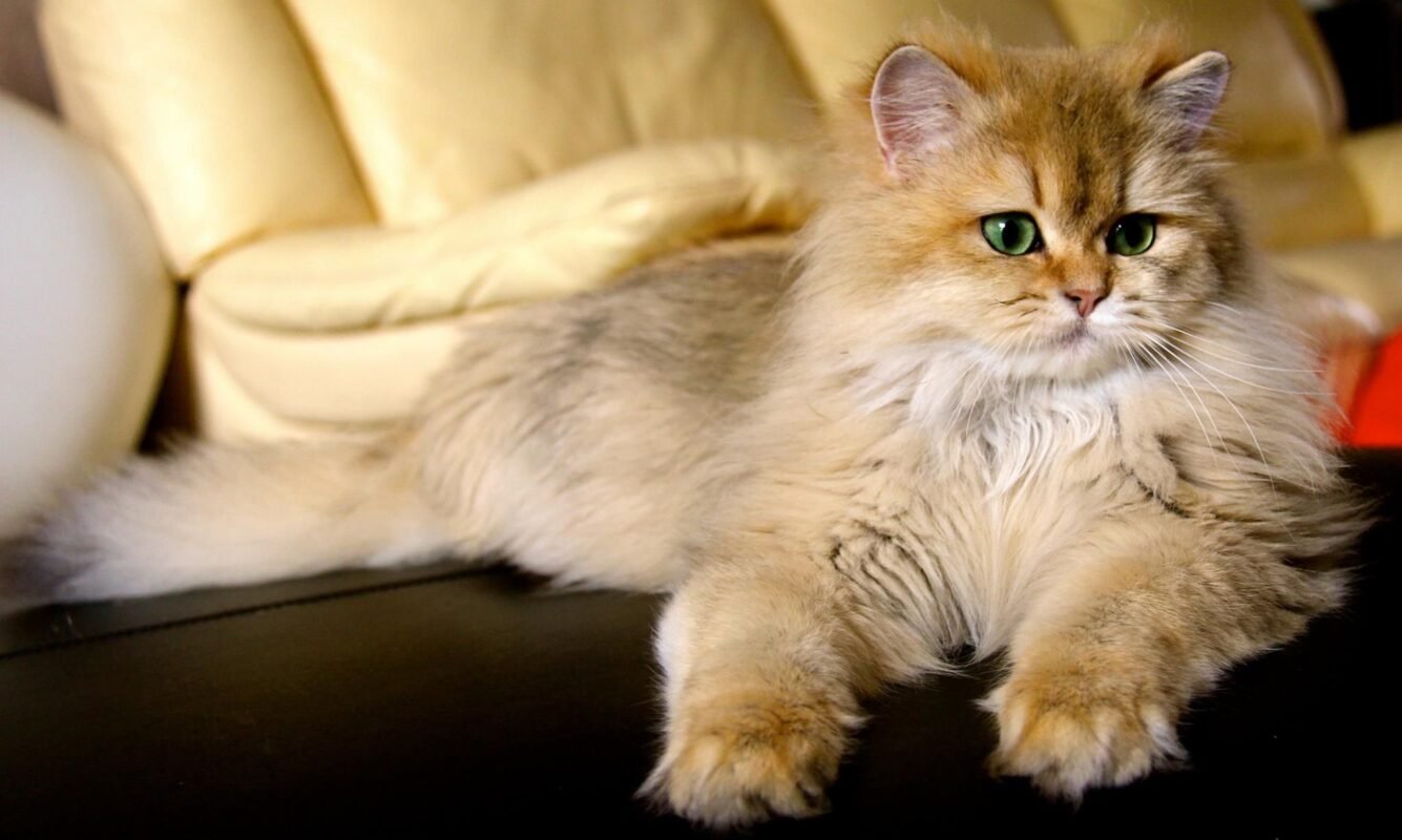 Do British Longhair Cats Shed a Lot