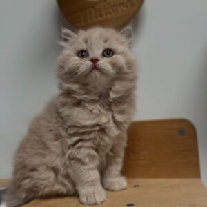 British longhair kittens for sale