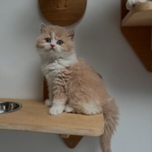 British longhair kittens for sale