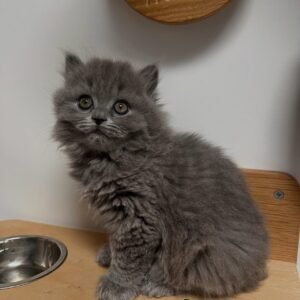 British longhair kittens for sale