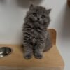 British longhair cats for sale