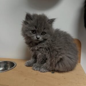 British longhair cats for sale