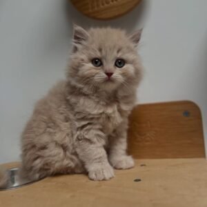 British longhair kittens for sale