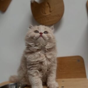 British longhair kittens for sale