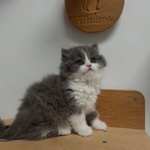 British longhair cats