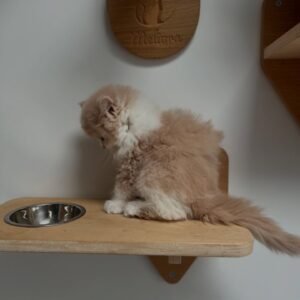 British longhair kittens